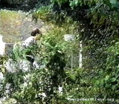 Photo - Volunteers cut back shrubbery blocking a sidewalk