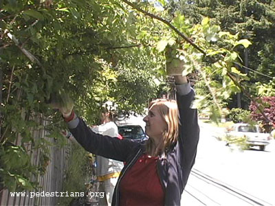 Sidewalk bushwhackers