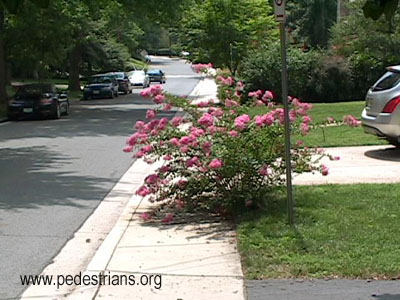 Pink shrub blocks sidewalk, Bethesda