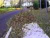 Photo - Leaves on sidewalk.